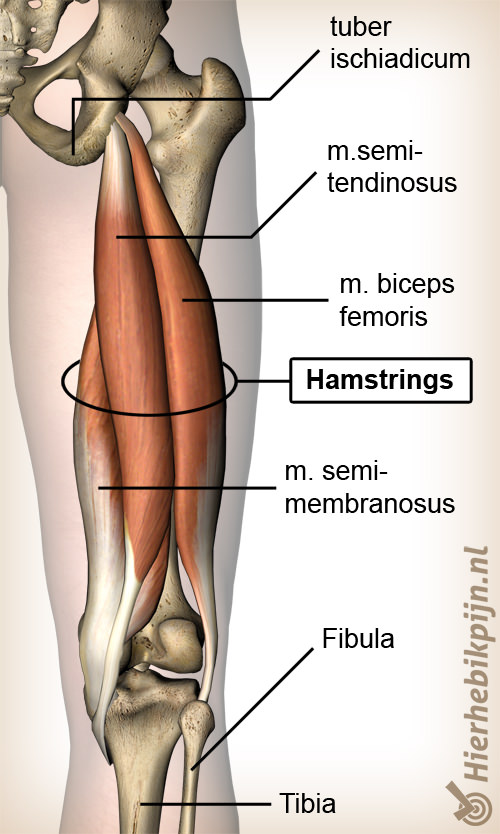 hamstring blessure